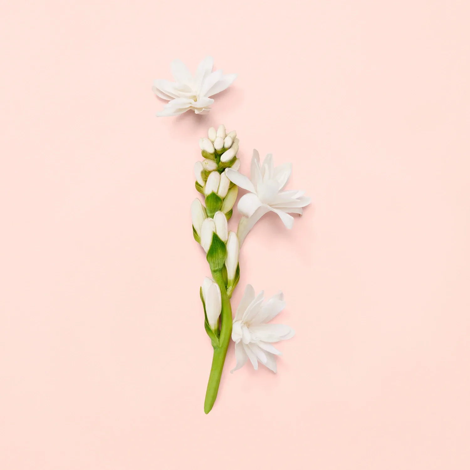 gucci bloom - eau de parfum