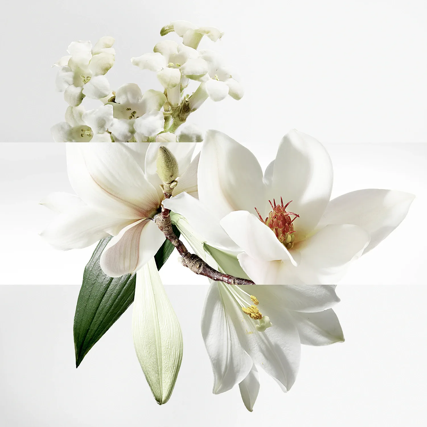un jardin sur la lagune - eau de toilette