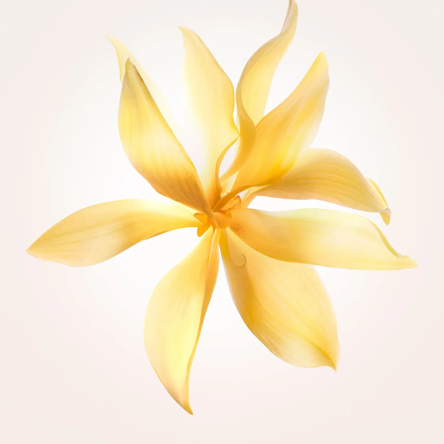 narciso ambrée - eau de parfum