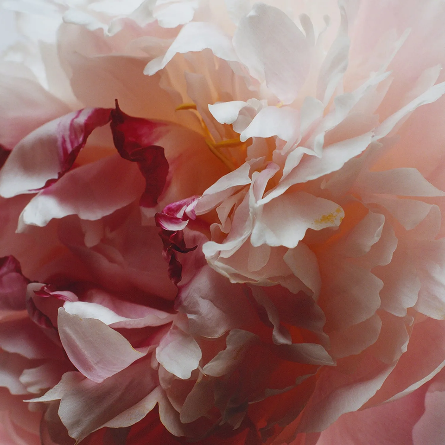 peony & blush suede - seyahat boy