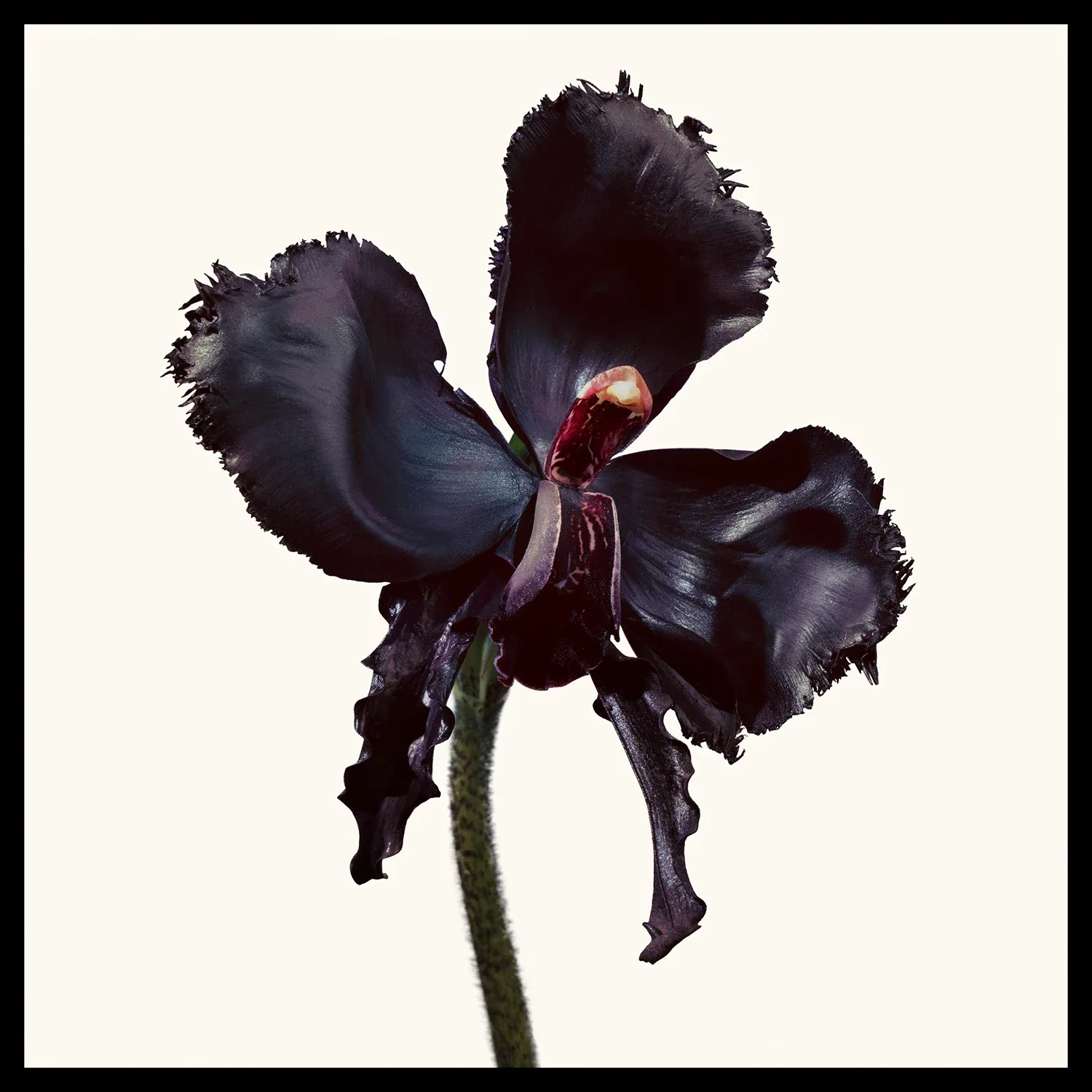 black orchid - reserve